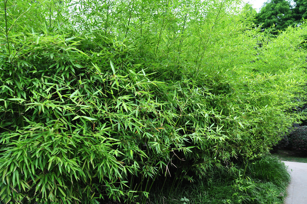 【鋼城文苑】門前那片竹