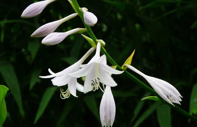 【鋼城文苑】花期 【鋼城文苑】花期